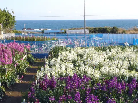白間津花畑