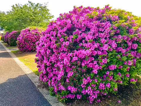 雲井岬つつじ公園
