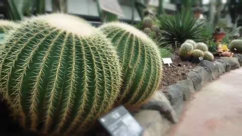 市川市観賞植物園