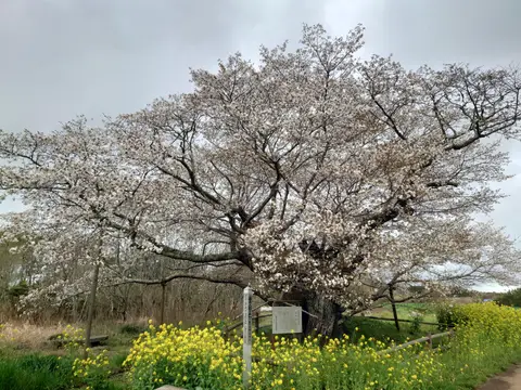 黄門桜