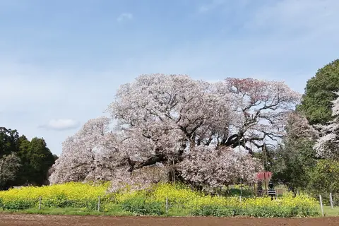 吉高の大桜