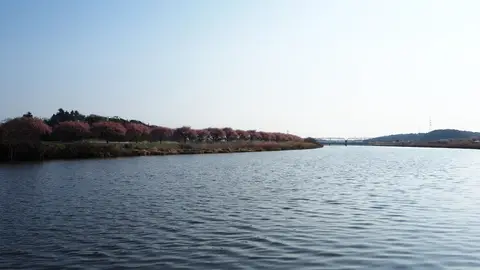 新川千本桜
