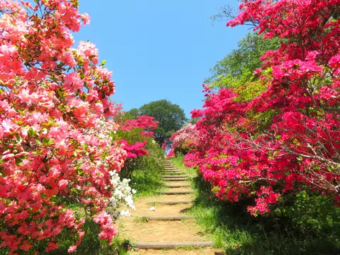 笠間つつじ公園
