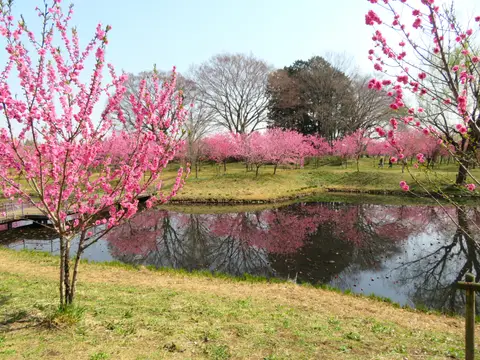 古河公方公園(古河総合公園)