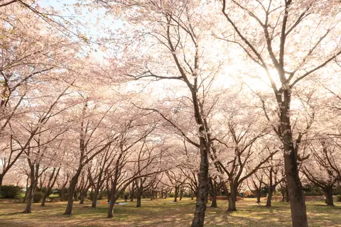鹿島城山公園