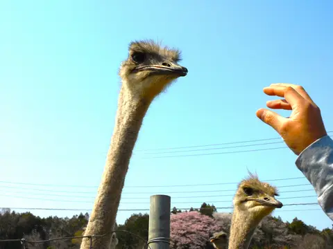 ダチョウ王国 石岡ファーム