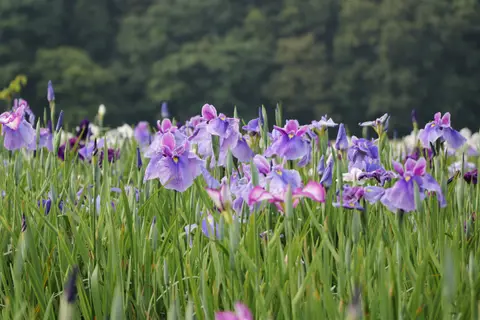 牛久市観光アヤメ園