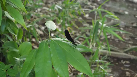 古河市三和ふるさとの森