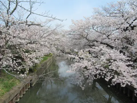 真鍋の桜