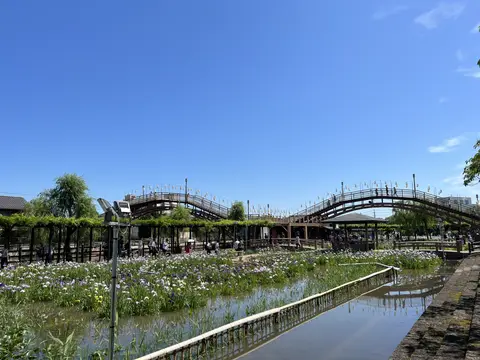 水郷潮来あやめ園