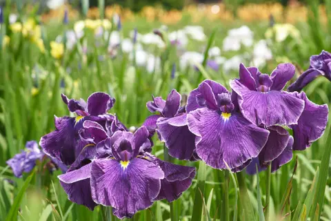 青山花しょうぶ園
