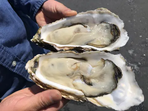 大洗海鮮市場