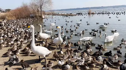 白鳥の里