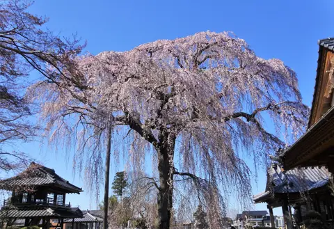 阿弥陀寺
