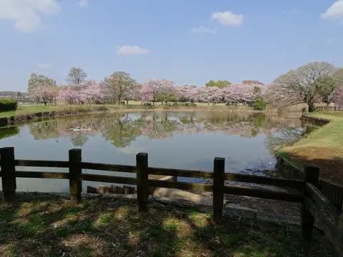 砂沼