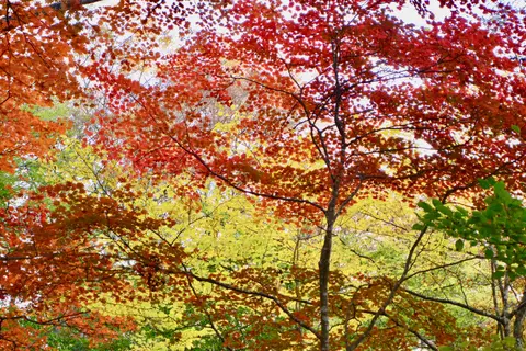 月居山