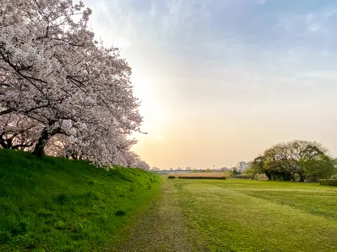 桜川の桜