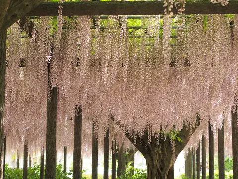 玉敷神社の大藤