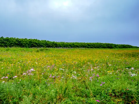 サロマ湖ワッカ原生花園(龍宮街道)