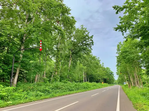 白樺街道
