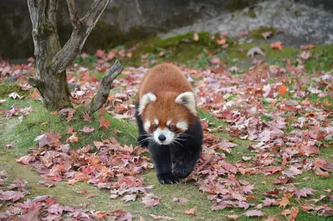 釧路市動物園