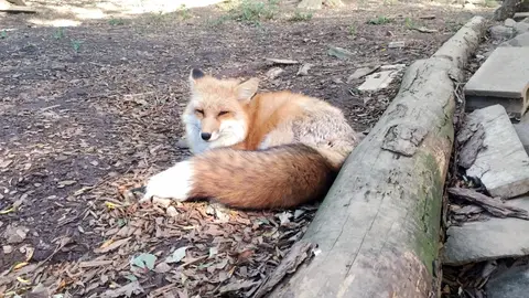 宮城蔵王キツネ村