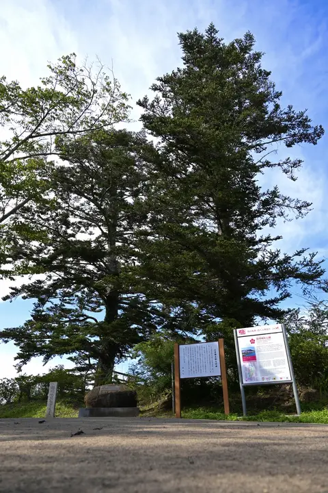 船岡城址公園の樅ノ木