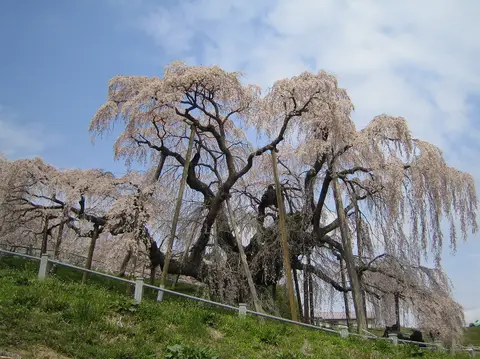 三春滝桜