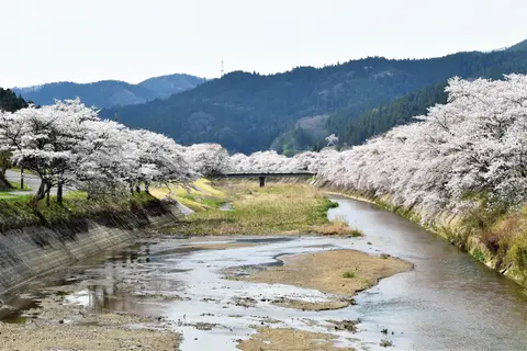 ふるどの桜街道
