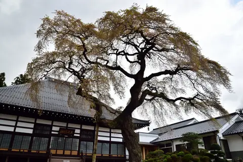 相応寺