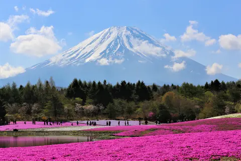 富士芝桜まつり