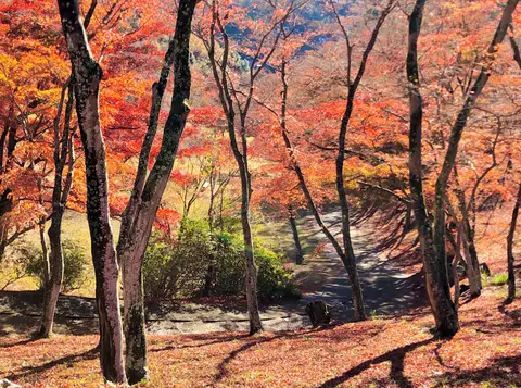 修善寺自然公園