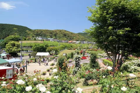 島田市ばらの丘公園