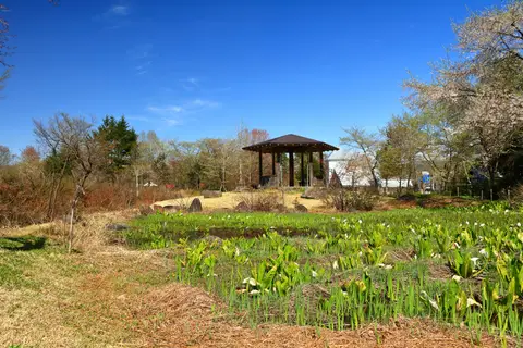 ひるがの湿原植物園