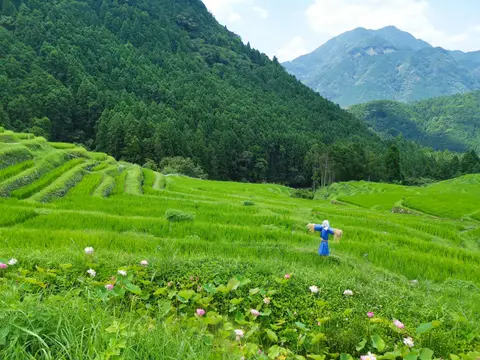 丸山千枚田