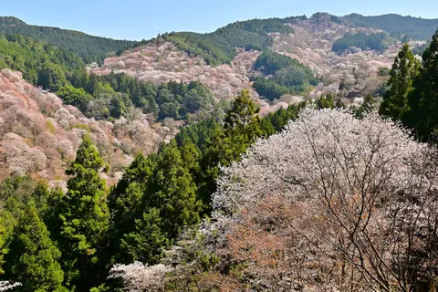 吉野山