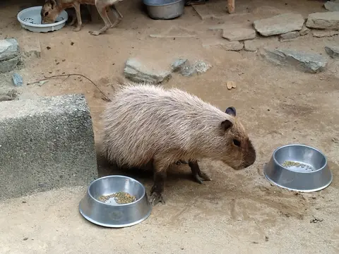 和歌山城公園動物園