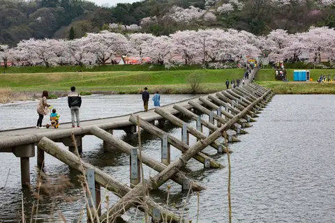 斐伊川堤防桜並木
