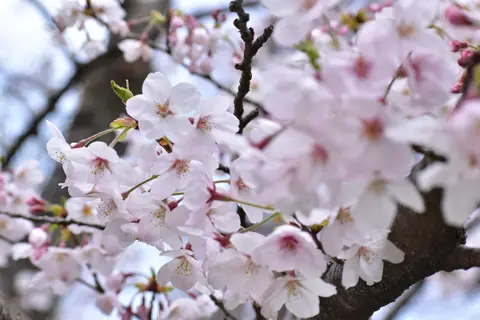 三隅大平桜