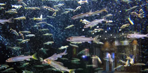 宍道湖自然館ゴビウス