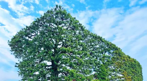 出雲平野の築地松