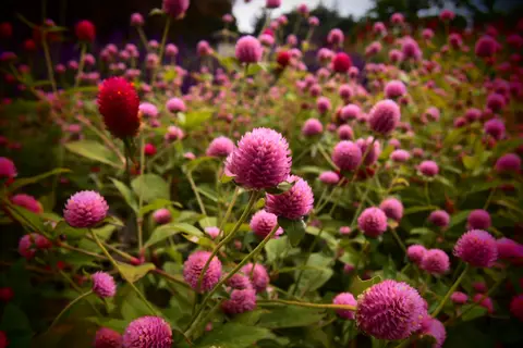 香木の森公園