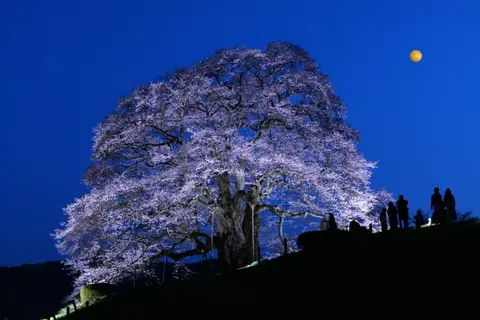 醍醐桜
