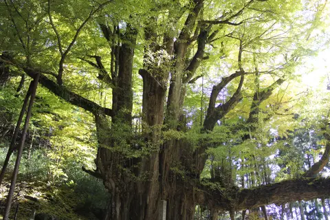 菩提寺