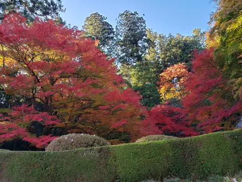 吉水園の紅葉