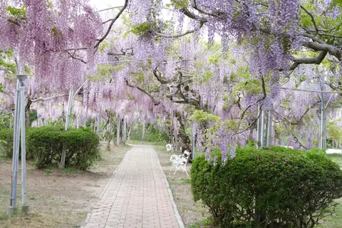 せらふじ園
