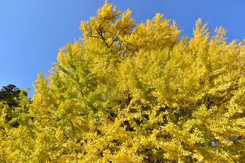 筒賀の大銀杏
