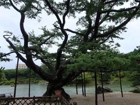 根上がり松