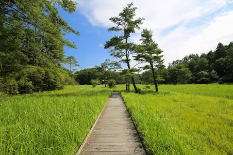 黒沢湿原