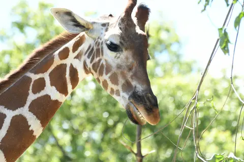 大牟田市動物園